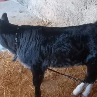 گاو وگوساله سیمین