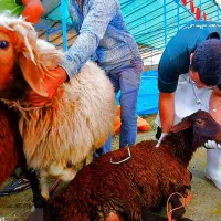 گوسفند زنده /خونی برای نمادین مجالسات ومراسمات