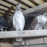 کبوتر  پرشی