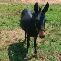 قاطر مشکی ماده|حیوانات مزرعه|طالقان, |دیوار