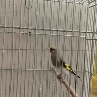 سهره داغسر رسمی دورگ کرمانی|پرنده|ری, شهید غیوری (ابن باویه)|دیوار