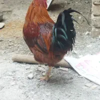 خروس محلی