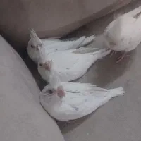 جوجه عروس البینو