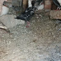 یک ماده سوسکی یک جوانه زرد نر