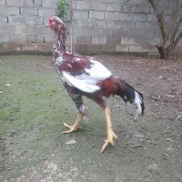 خروس لاری افغان