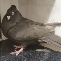 ماده قهوه ای آبادانی نر نوک ریز درشت و نوک کوتاه|پرنده|بردسیر, |دیوار