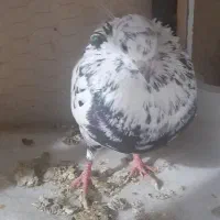 کفتر گرفتنی|پرنده|بندرعباس, |دیوار