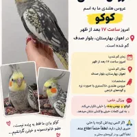 عروس هلندی گمشده