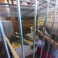 پرنده خانگی