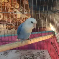 عروس هلندی وطوطی برزیلی