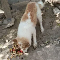 سگ دو رگه|سگ|تفت, |دیوار