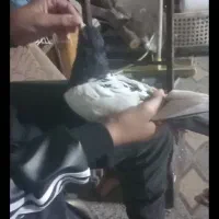 سینه ای نرومست|پرنده|اندیمشک, |دیوار