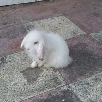 خرگوش لوپ بالغ و ماده