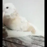 پرنده|پرنده|گنبد کاووس, |دیوار