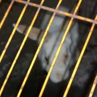 فروش خرگوش دستی