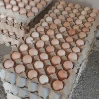 تخم مرغ محلی  ارگانیک  کت یومورتاسی|خوردنی و آشامیدنی|میانه, |دیوار