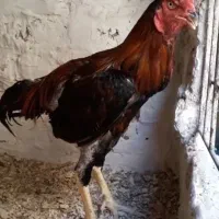 خروس لاری اصیل