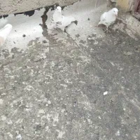 سلام چهارتاکبوترخوب|پرنده|همدان, |دیوار