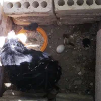 یک مرغ کرچ شده همراه با ۴ عدد جوجه گلین اصل