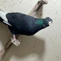 نر پلنگ کلاهی|پرنده|کرمان, |دیوار