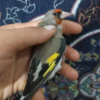 سهره کرمونی نر