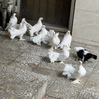 کبوتر زینتی|پرنده|بابل, |دیوار