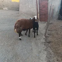 بره قوچ مهربان افشار