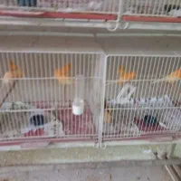 ماده قناری|پرنده|قم, گلزار|دیوار