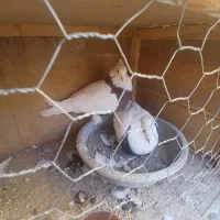 کفتر طوقی