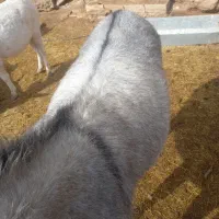 فروش روغن درمانی عفونت