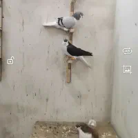 ۴تا ساده پرشی جوان