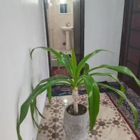 اجاره روزانه/هفتگی/ماهانه آپارتمان ۹۰ متری|اجارهٔ کوتاه‌مدت آپارتمان و سوئیت|رینه, |دیوار