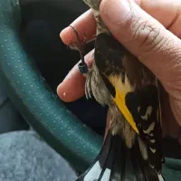 جوجه سهره نر متولد قفس و بیابون