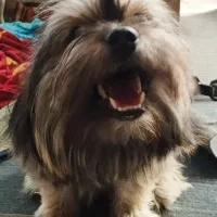 پت پامر شیتزو/۸ماهه/جنسیت نر/معاوضه با توله|سگ|گلستان (تهران), |دیوار