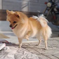 سگ پامر روباهی ماده با شناسنامه|سگ|برخوار, |دیوار