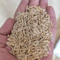 فروش  تناژ جو درجه یک دیم و آبی به شرط|خدمات باغبانی و درختکاری|بروجرد, |دیوار