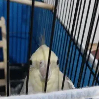 ۱ عدد عروس هلندی اهویی