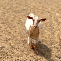 وارداتی|حیوانات مزرعه|شهرضا, |دیوار