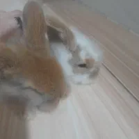 خرگوش لوپ جفت