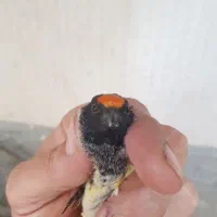 گلبسر|پرنده|مهاجران, |دیوار