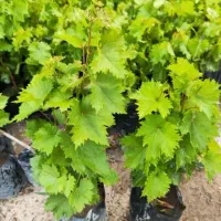 نهال با کیفیت و اصلاح شده|خدمات باغبانی و درختکاری|دهگلان, |دیوار