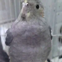 عروس هلندی گرتا