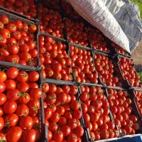نیازمند فوری نیروی آقا برای کار گوجه چینی در تبریز