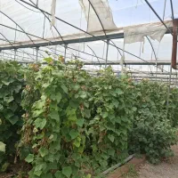 سازه گلخانه|مصالح و تجهیزات ساختمان|مرند, |دیوار