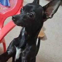 شی وا وا / شی هوا هوا