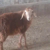 بره ماده عربی