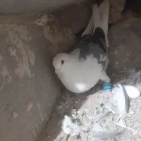 کبوتر|پرنده|خواف, |دیوار