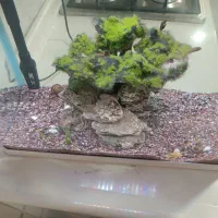 درختچه مخصوص آکواریوم