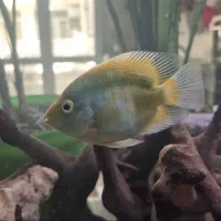 ماهی پرت|ماهی|تهران, دانشگاه شریف|دیوار