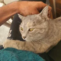 گربه ماده چاقالو و باردار میکس چین چیلا و DSH